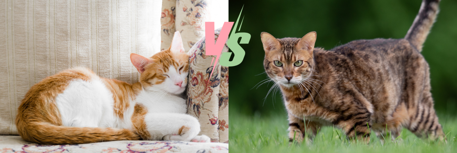 Un chat d'intérieur peut-il être heureux ?