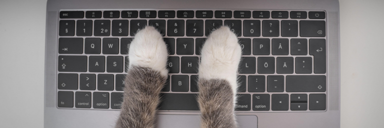 Consultation comportementaliste félin