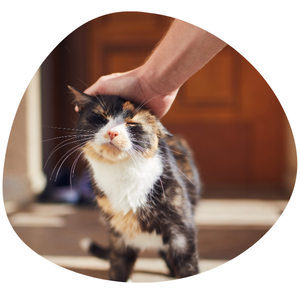 Noël pensez au consentement de votre chat