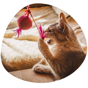 Un moment de jeu pour votre chat à Noël