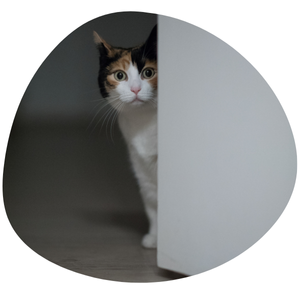 Pour un Noël serein pour votre chat laissez les portes ouvertes