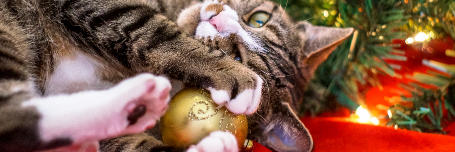 Noël serein avec son chat