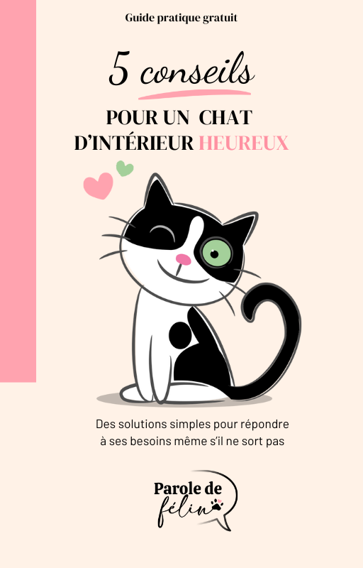 Chat d'intérieur heureux conseils gratuits