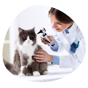 Mon chat fait pipi partout