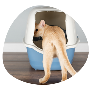 Mal propreté du chat