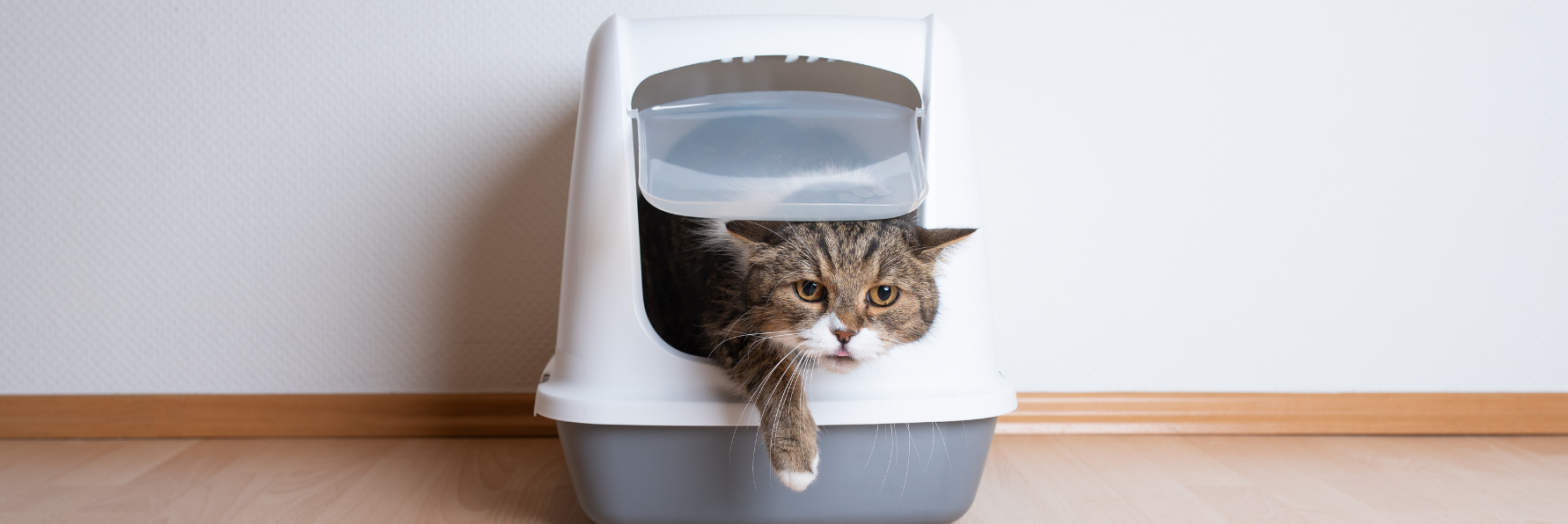 4 bacs à litière pour chats que je ne recommande pas