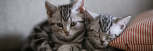 idées reçues sur le chat
